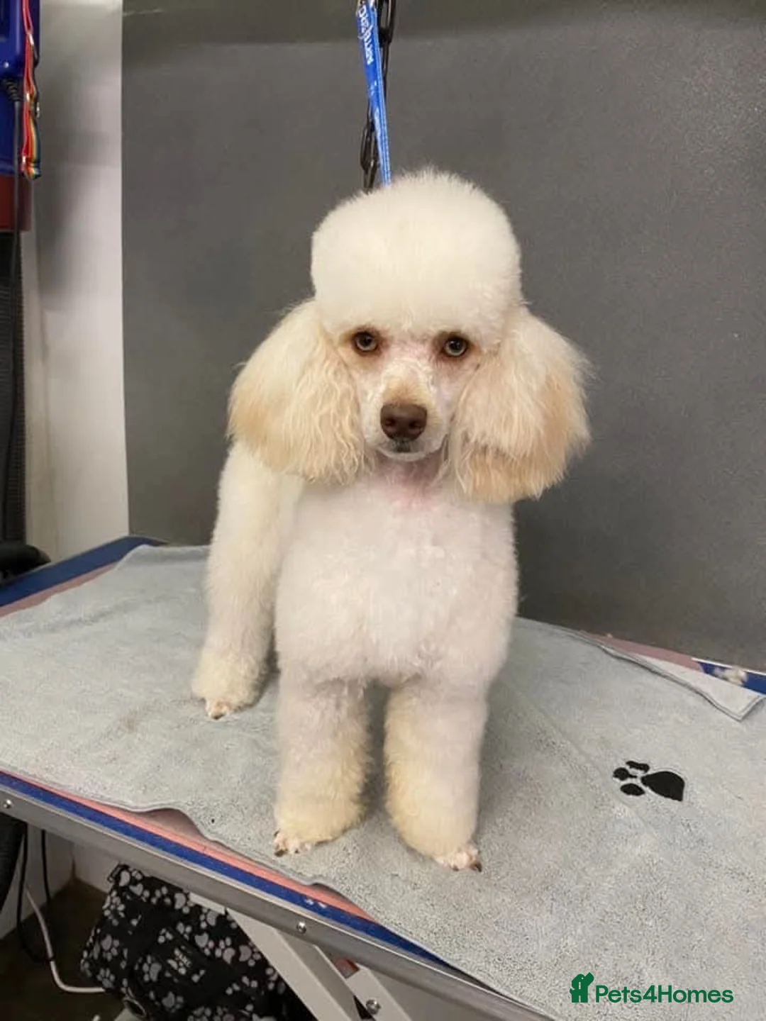 Cockapoo dogs for sale: F1 Miniature Cockapoos  in Stockton-on-Tees - Advert 2