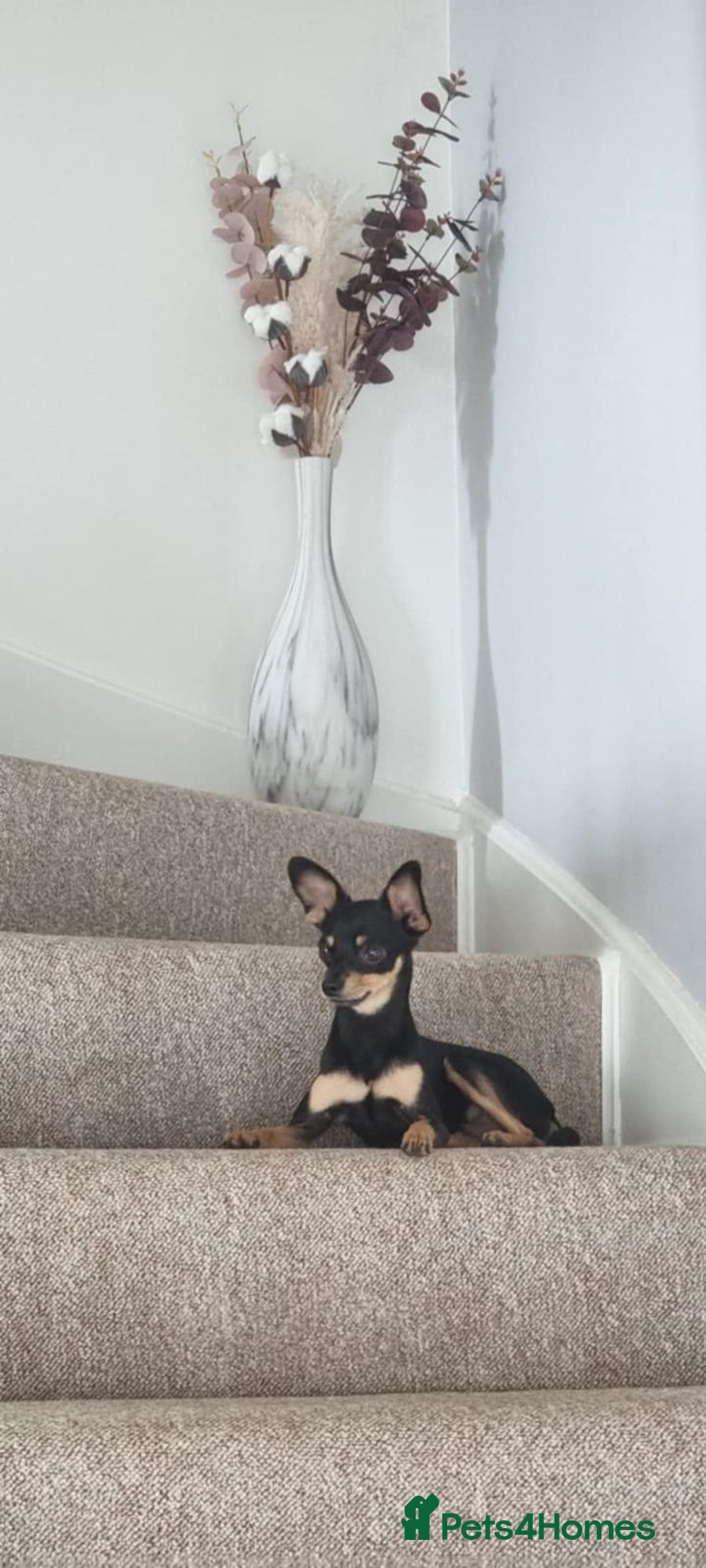 Russian Toy Terrier dogs for stud: Not Proven Stud Looking For Female  - Image 11