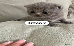 British Shorthair cats for sale: Full breed British short hair - Image 4