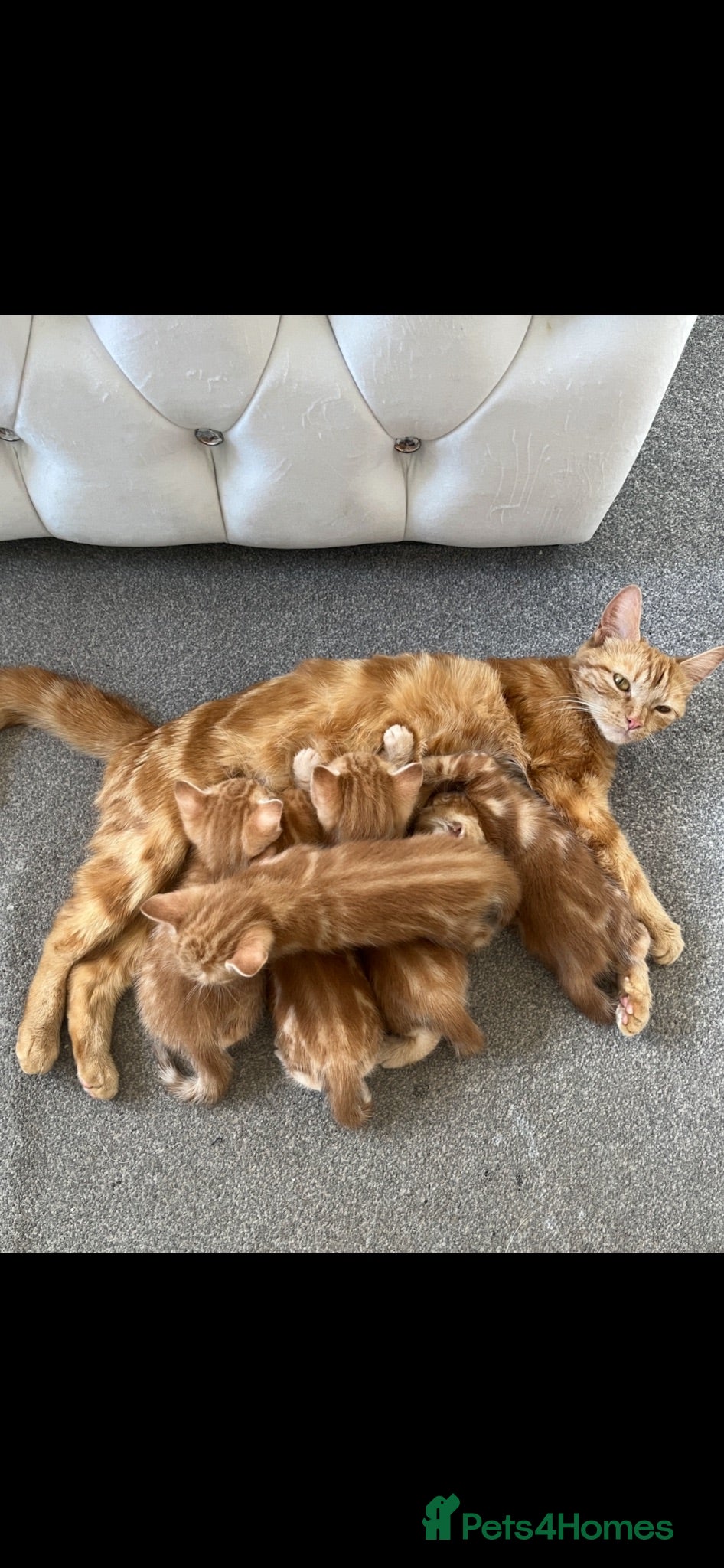Mixed Breed cats 5 Beautiful Ginger Babies  - Advert 2