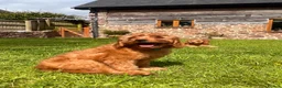 Labradoodle dogs for sale: Mini Irishdoodle Ready now! health tested parents  - Advert 17