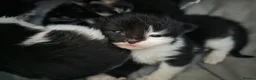 British Longhair cats for sale: Beautiful male kitten - Advert 6