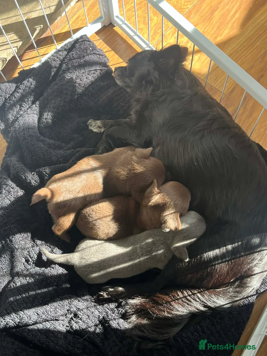 Chihuahua dogs for sale: LAST TINY CHIHUAHUA BOY - waiting for forever home - Advert 2