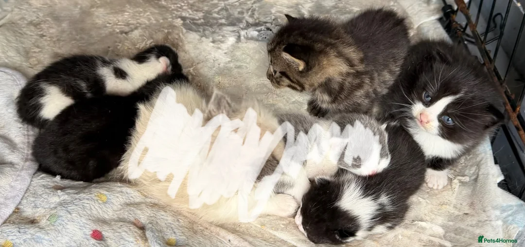 Mixed Breed cats for sale: British short hair x ragdolls and kitten (read ad) - Advert 12