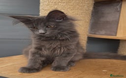 Maine Coon cats for sale: XL maine coon kittens Russia bloodlines Ready Now in Spalding - Image 10