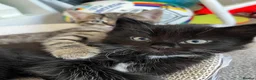 Mixed Breed cats for sale: Maine coon mix - Advert 12