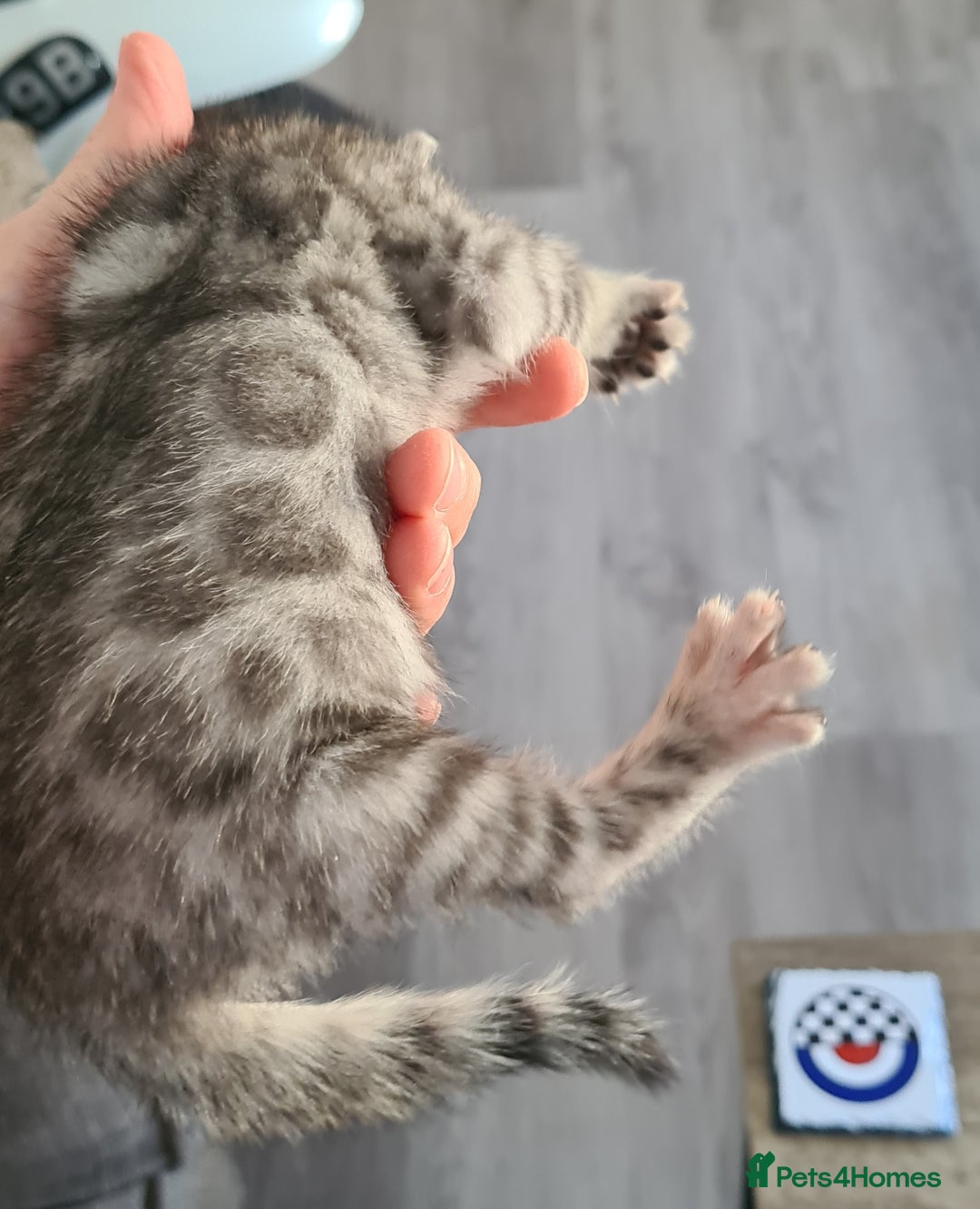 Bengal cats for sale: Full pedigree bengal kittens - Image 6