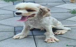 American Cocker Spaniel dogs for adoption: Ozzy! - Image 2