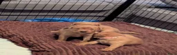 Labrador Retriever dogs for sale: Beautiful Fox Red Labrador Retriever Puppies - Advert 10