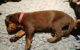 Dobermann dogs for sale: Outstanding KC Reg Dobermann puppies - Image 14