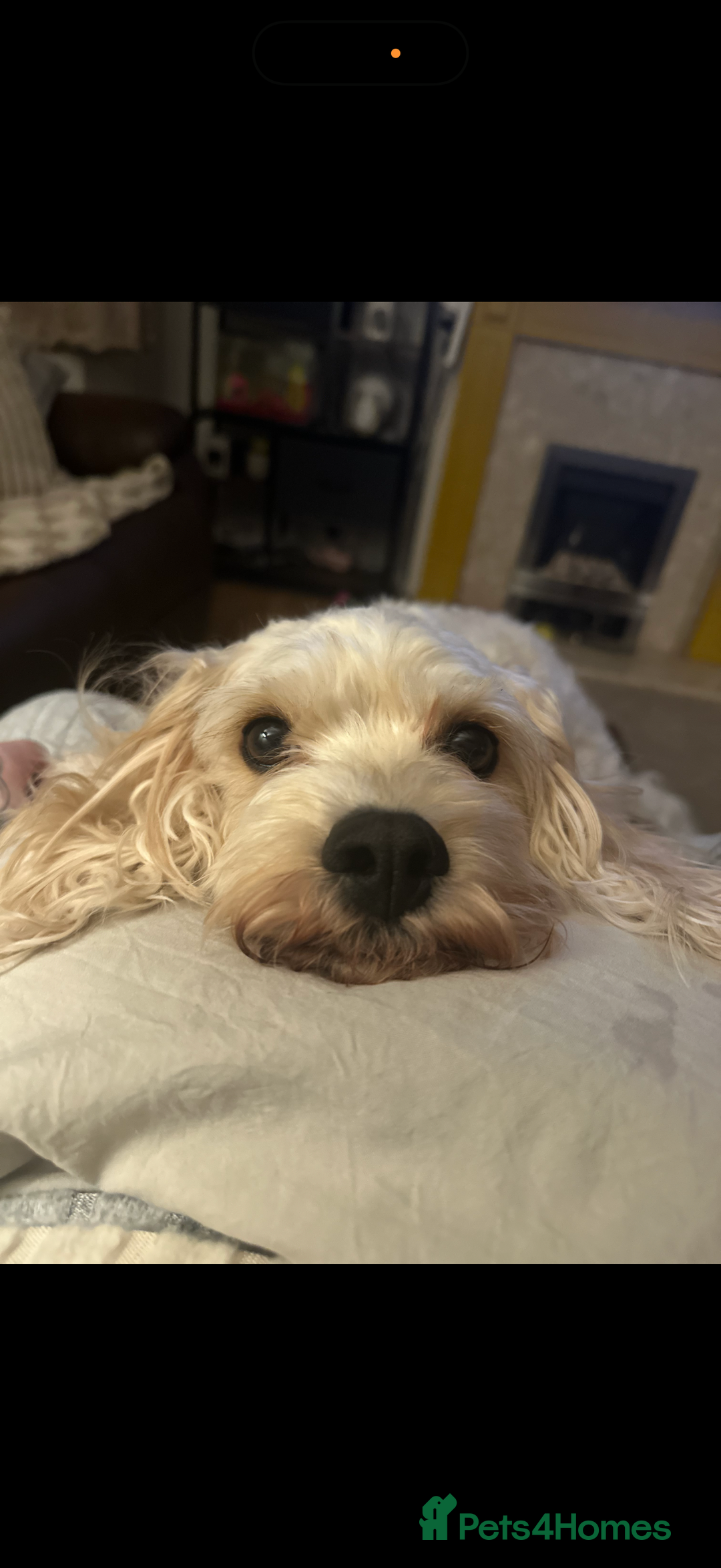 Cavachon dogs for sale: Cavachon boys - Advert 4