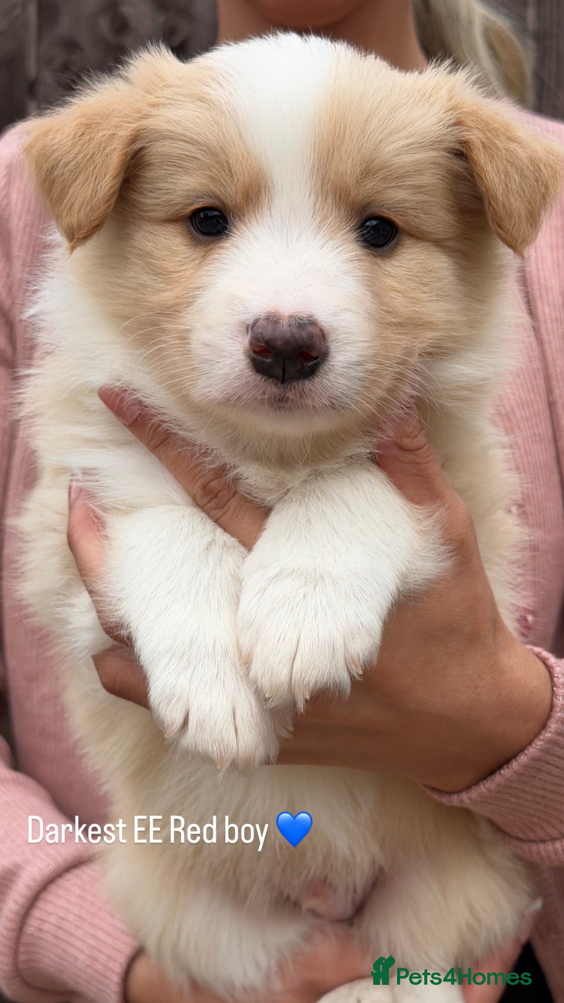 Border Collie dogs Stunning Champion line puppies  - Advert 2