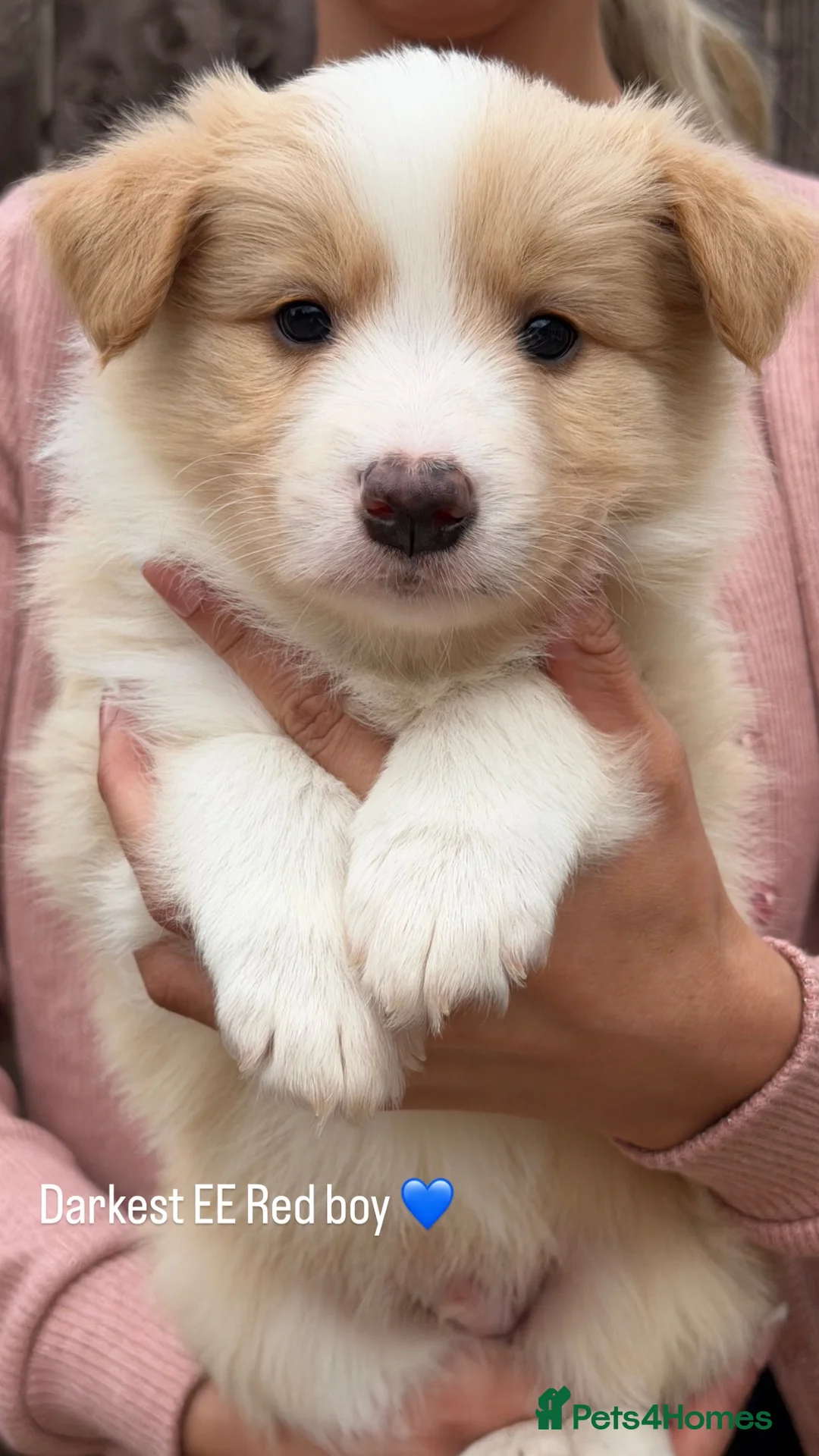 Border Collie dogs for sale: Stunning Champion line puppies  - Advert 2