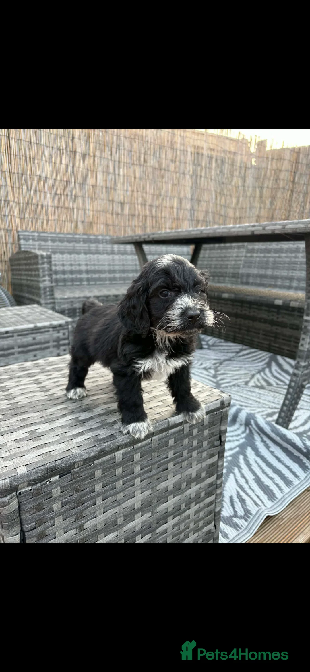 Cockapoo dogs for sale: Cockapoo pups  - Advert 1