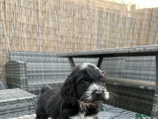 Cockapoo dogs Cockapoo pups - Advert 1