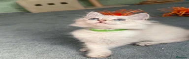 British Shorthair 2