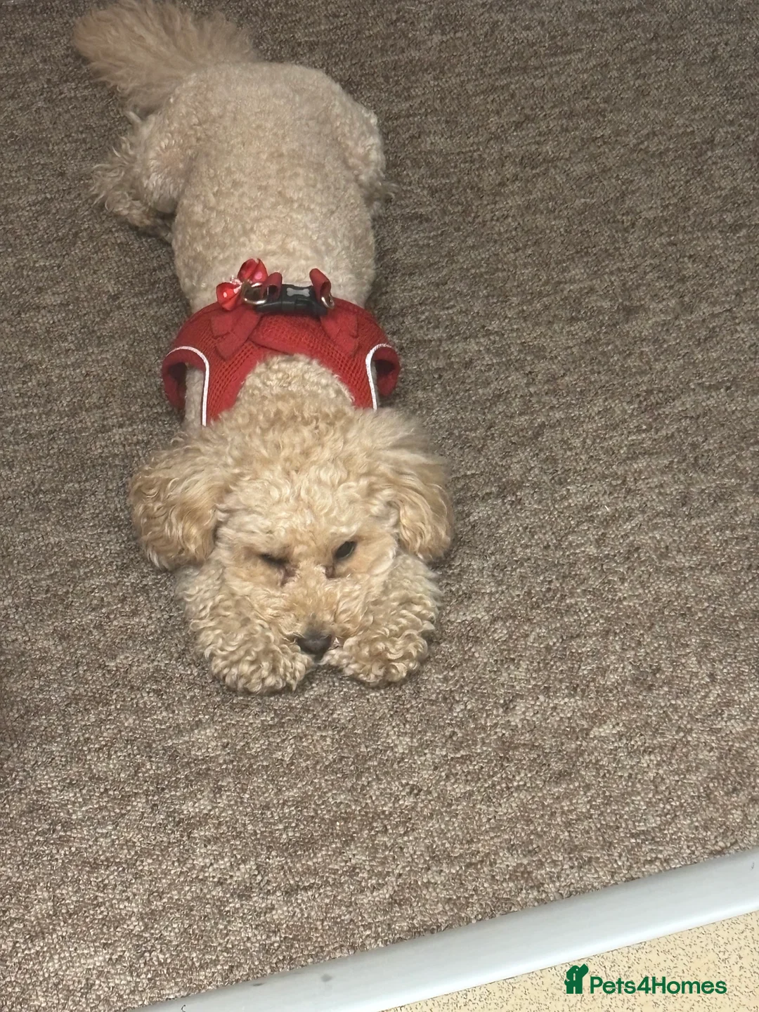 Toy Poodle dogs for stud: Toy poodle  - Advert 3