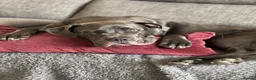 Cane Corso dogs for sale: Reluctantly rehoming my Beautiful Cane Corso - Advert 17