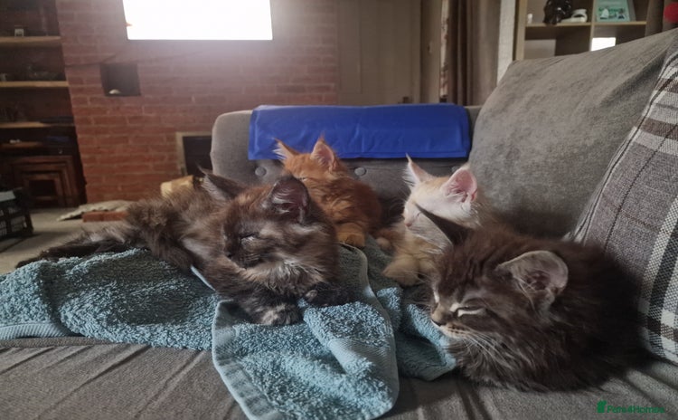 Maine Coon cats - Advert 4