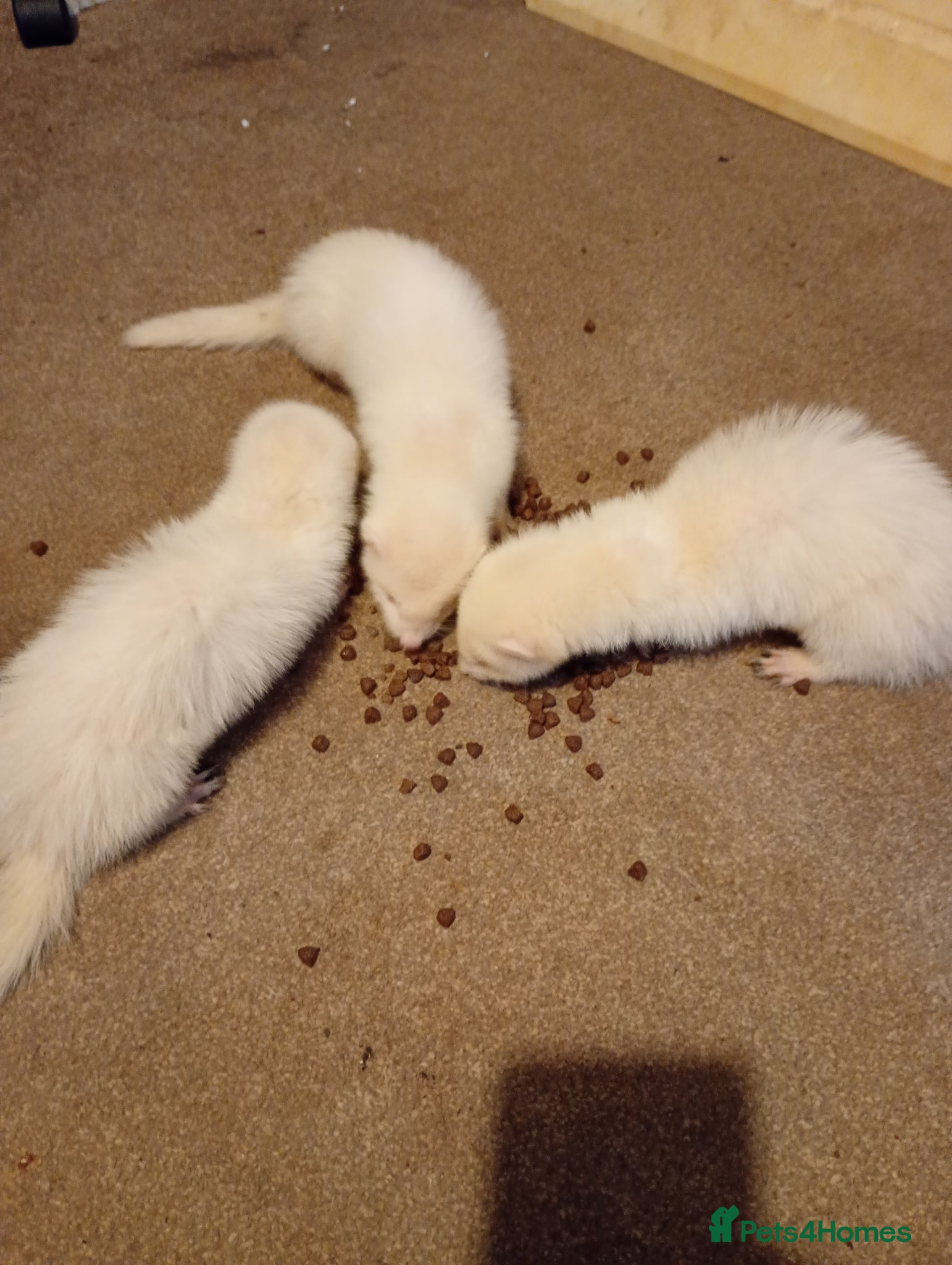 Ferret rodents for sale: Kits  - Advert 3