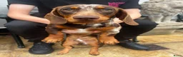 Miniature Dachshund dogs for sale:  miniature Dachshund - Advert 2