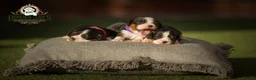Cavalier King Charles Spaniel dogs for sale: ✨ EXCEPTIONAL CAVALIERS BY DONNA JAY ✨ - Advert 4