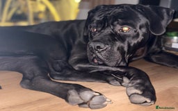 Cane Corso dogs for sale: Cane corso  - Image 3