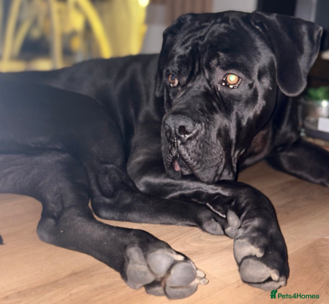Cane Corso dogs for sale: Cane corso  - Image 3