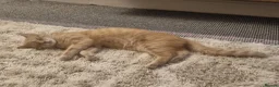 Mixed Breed cats for sale: 3 Beige Males for Sale in Ross-on-Wye - Advert 2