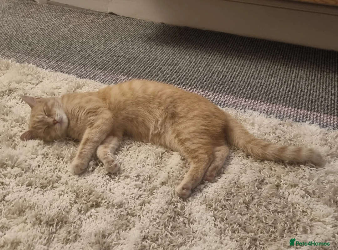 Mixed Breed cats for sale: 3 Beige Males for Sale in Ross-on-Wye - Advert 2