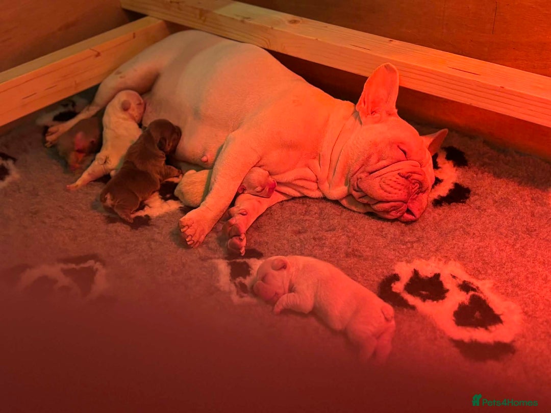French Bulldog dogs for sale: 7 French Bull Dogs Puppy’s  - Advert 9