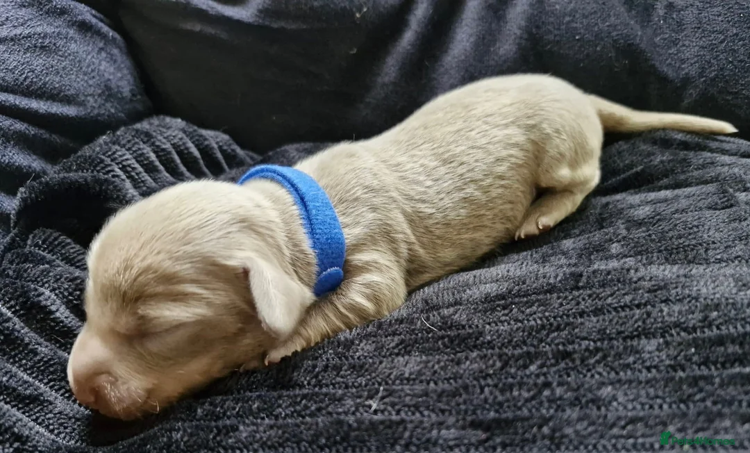 Miniature Dachshund dogs for sale: 💎 TOP QUALITY KC REG & PRA CLR MINI DACHSHUNDS💎 - Advert 25