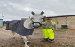 Irish Thoroughbred horses for sale: Irish thoroughbred  - Image 10