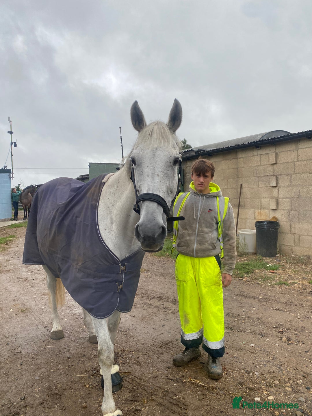 Irish Thoroughbred horses for sale: Irish thoroughbred  - Image 10