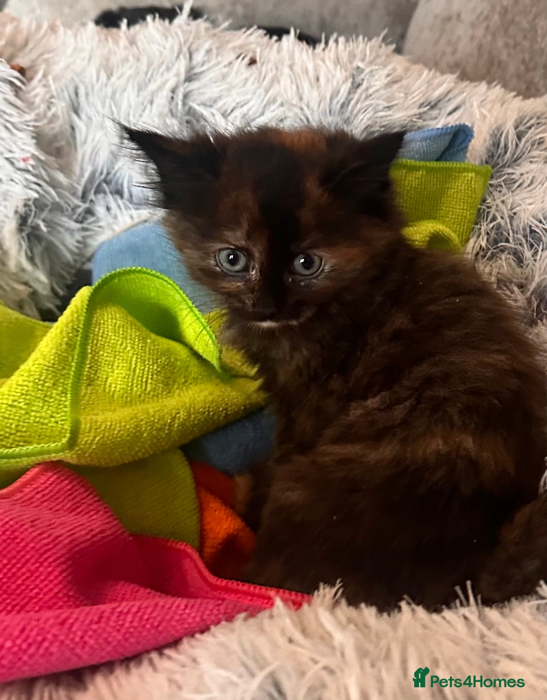 Ragdoll cats for sale: Calico Ragdolls - Image 15