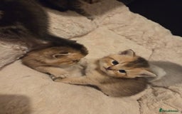 Scottish Fold cats for sale: Scottish folds - Image 3