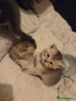 Scottish Fold cats - Advert 1