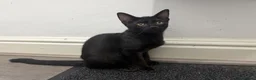 Mixed Breed cats for sale: Savannah cross rag doll kittens - Advert 4