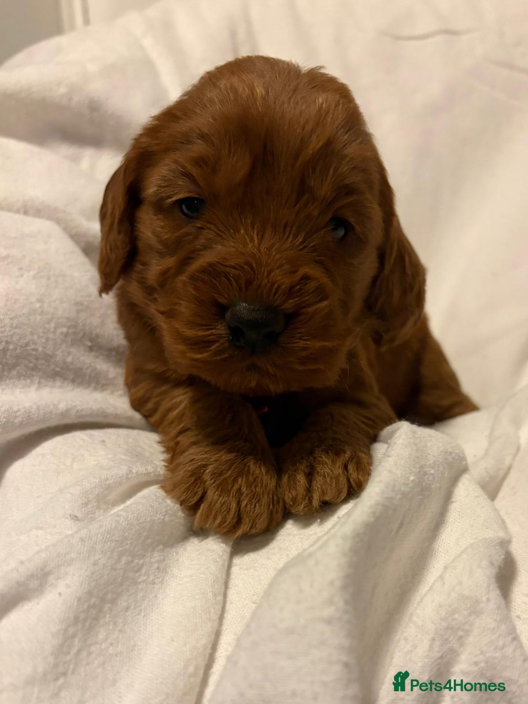 Cockapoo dogs for sale: Deep Red Cockapoos - Advert 20