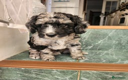 Cockapoo dogs for sale: Stunning Merle Cockapoo - Image 4