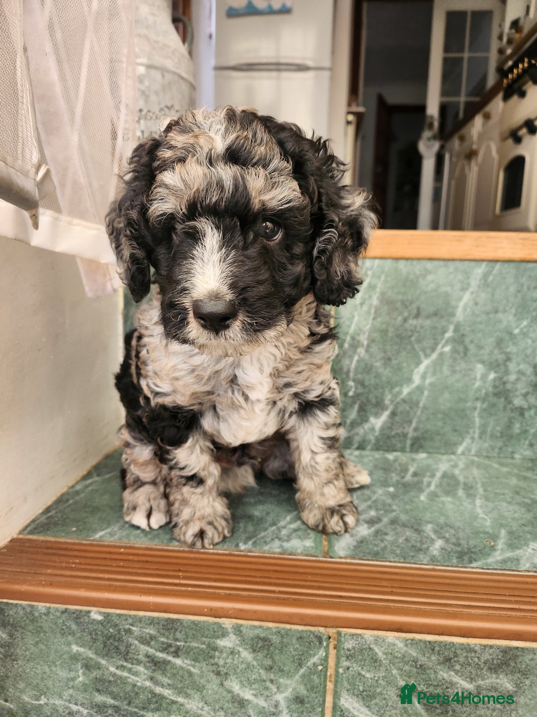 Cockapoo dogs for sale: Stunning Merle Cockapoo - Image 4