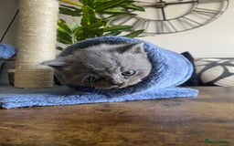 British Shorthair cats for sale: Stunning British Short Hair kitten GCCF/TICA - Image 12