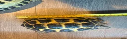 Hermann Tortoise reptiles for sale: Herman’s tortoises  - Advert 3