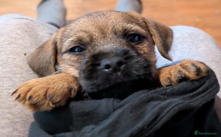 Border Terrier dogs - Advert 15
