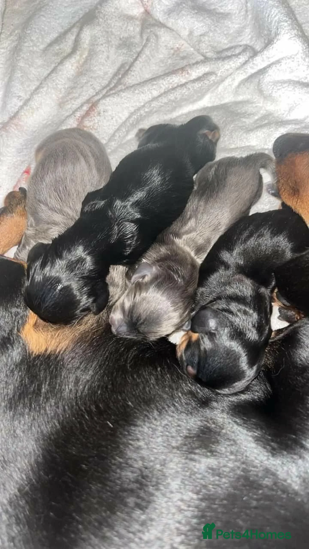 Miniature Dachshund dogs for stud: Richie proven and ready to stud. in Liverpool - Advert 19