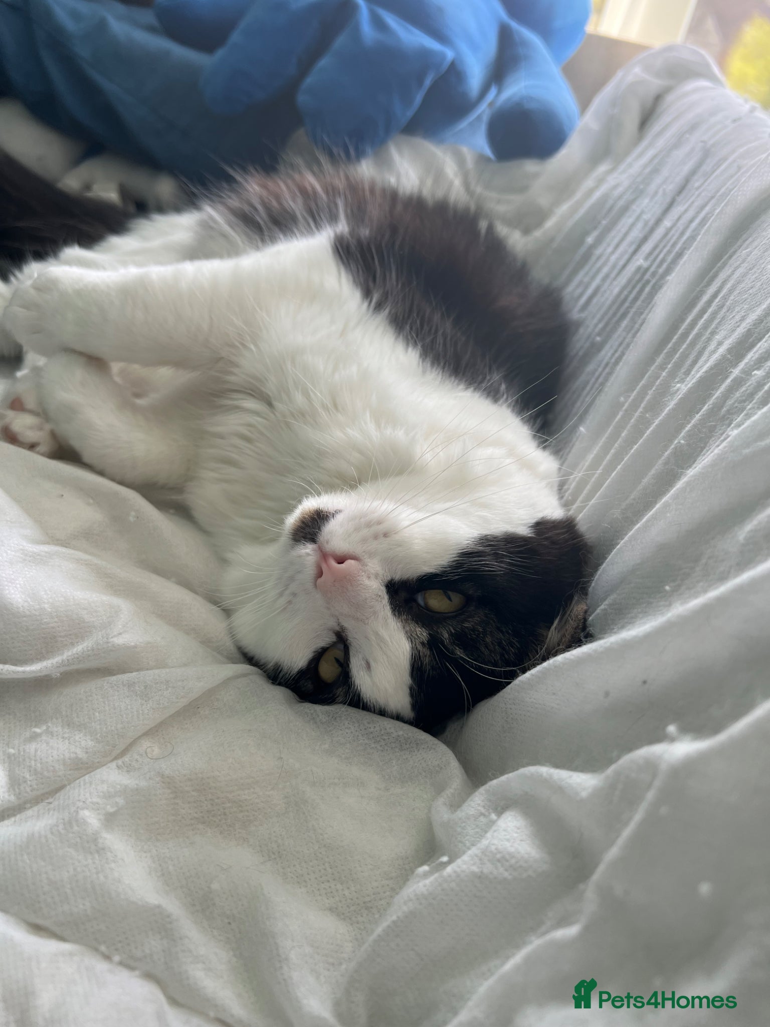 Mixed Breed cats Gizmo  - Advert 20