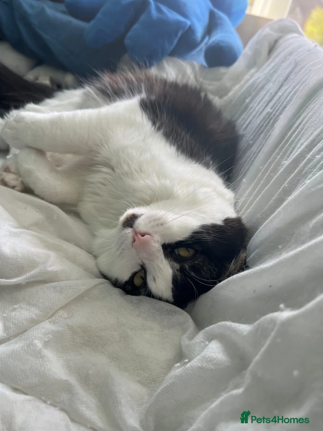 Mixed Breed cats for sale: Gizmo  - Advert 2