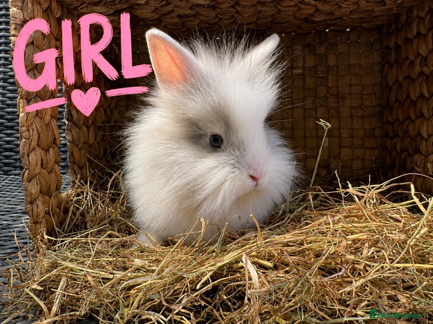 Lionhead rabbits Beautiful Lionhead Baby Rabbits❤️ - Advert 2