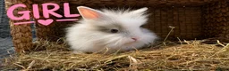 Lionhead rabbits for sale: Beautiful Lionhead Rabbits❤️ - Advert 2