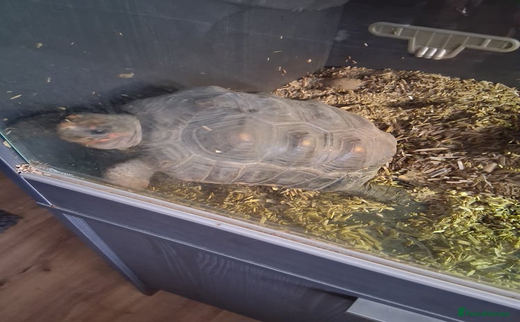 Tortoise reptiles - Advert 1